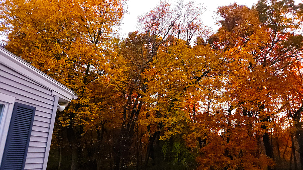 Image: Fall Colours at our backyard