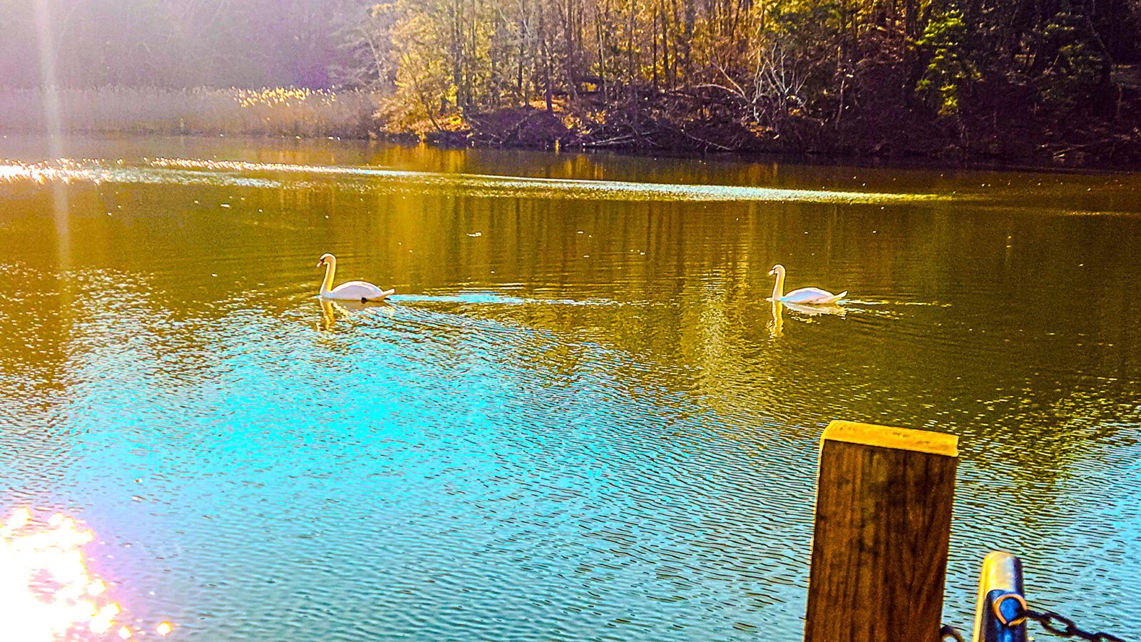 Image: Of two migrant Swans